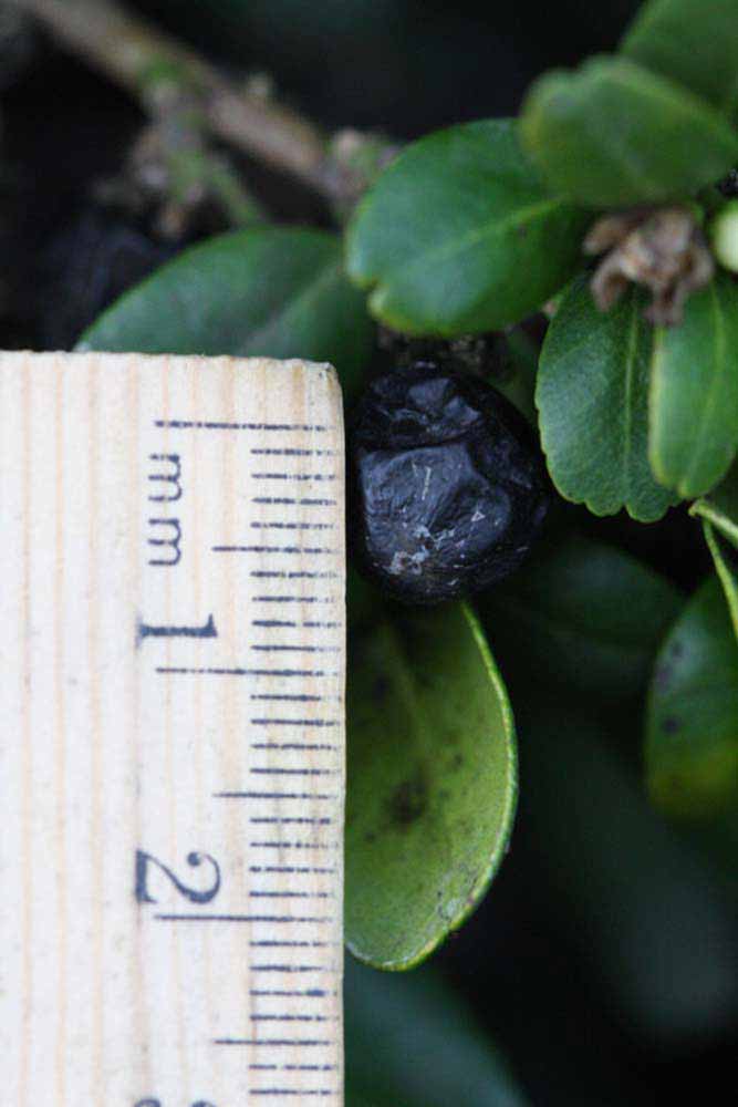              Fruit (Riverside, CA)       